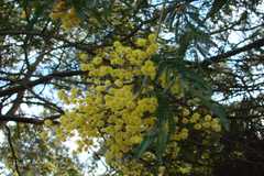 Acacia decurrens